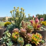 19 Stunning Container Plants for Full Sun Gardens 6