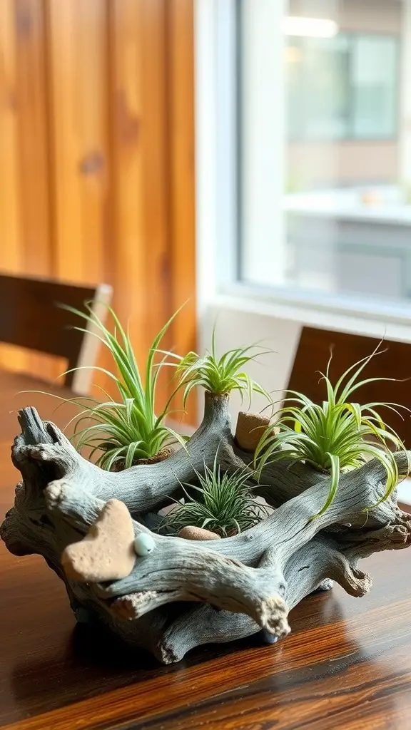 19 Creative Air Plant Display Ideas for Your Home 5 A driftwood display with several air plants arranged beautifully