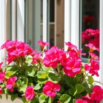 21 Stunning Full Sun Plants for Your Garden 7