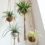 15 Stunning Indoor Hanging Plants to Transform Your Space 8