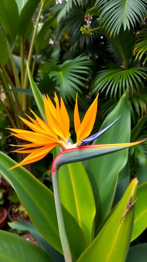 21 Stunning Tropical Garden Plants You Need to Grow 2 A close-up of a Bird of Paradise flower with vibrant orange and blue petals surrounded by lush green leaves.