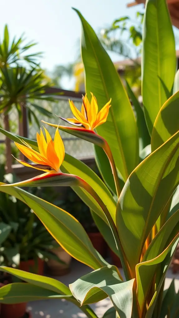 A vibrant Bird of Paradise plant featuring tall green leaves and bright orange-yellow flowers