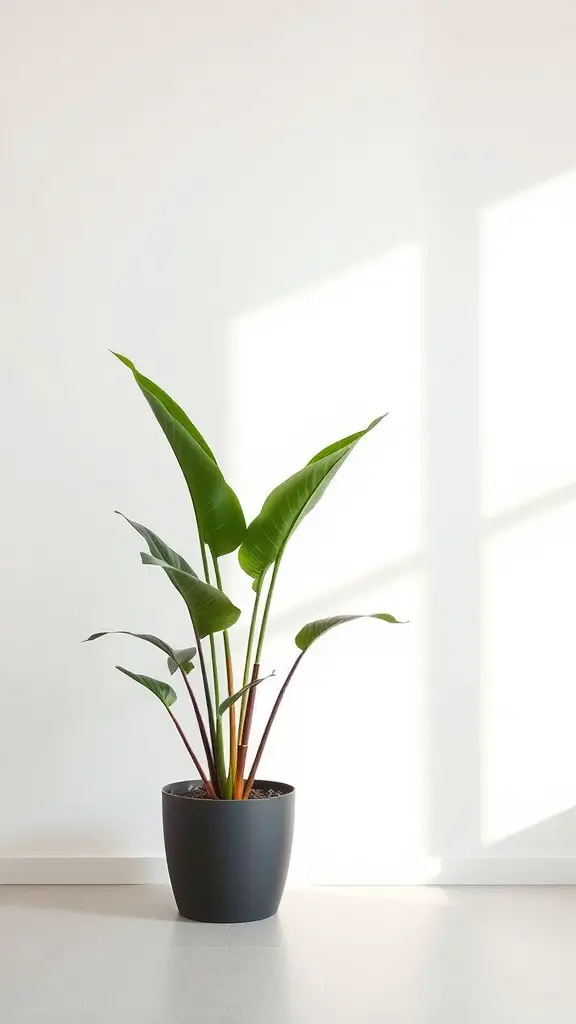 19 Indoor Plant Styling Ideas to Elevate Your Space 13 A minimalist indoor plant in a sleek black pot, illuminated by sunlight