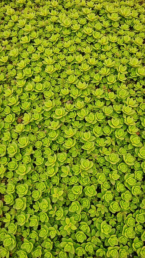 23 Stunning Fall Flower Garden Ideas to Transform Your Outdoor Space 7 A dense carpet of green sedum ground cover plants