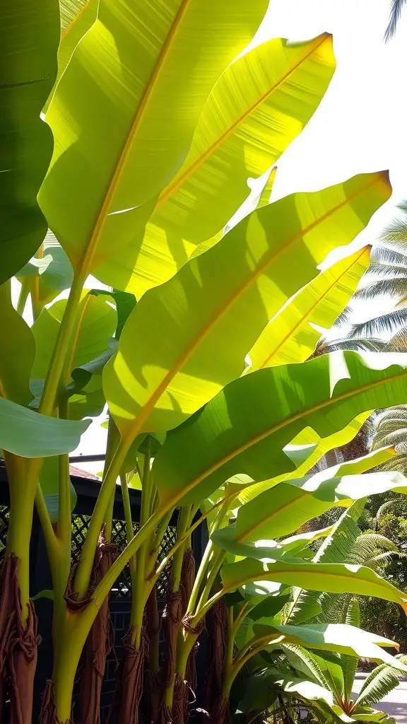 21 Stunning Tropical Garden Plants You Need to Grow 7 A cluster of ornamental banana plants with large, green leaves in sunlight