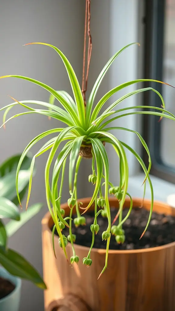 15 Stunning Indoor Hanging Plants to Transform Your Space 9 A vibrant hanging Spider Plant with long green leaves and small buds, adding a lively touch to indoor decor.