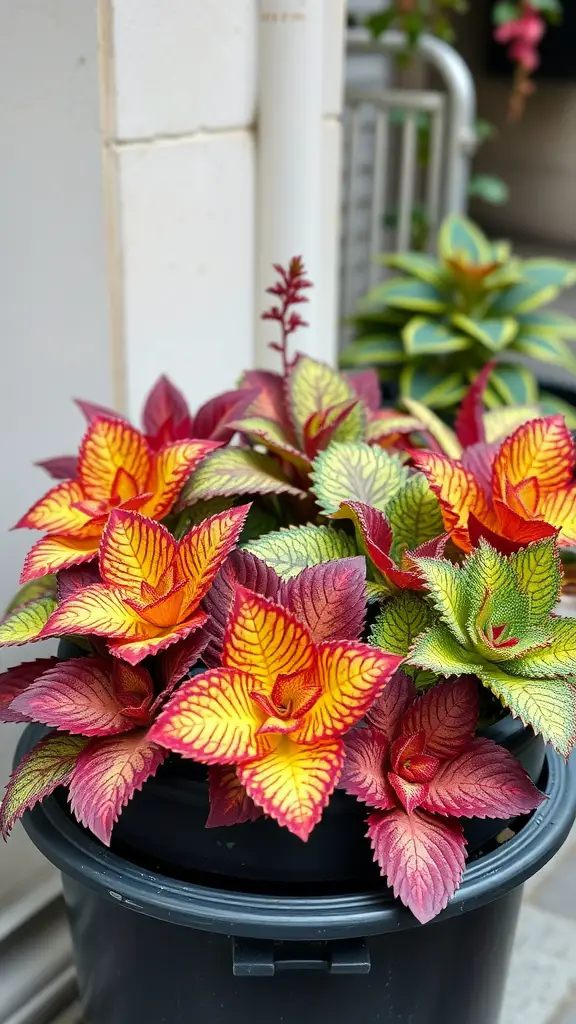 21 Stunning Coleus Planter Ideas to Transform Your Garden 17 A vibrant arrangement of coleus plants in a black pot, showcasing a mixture of red, orange, and green leaves.