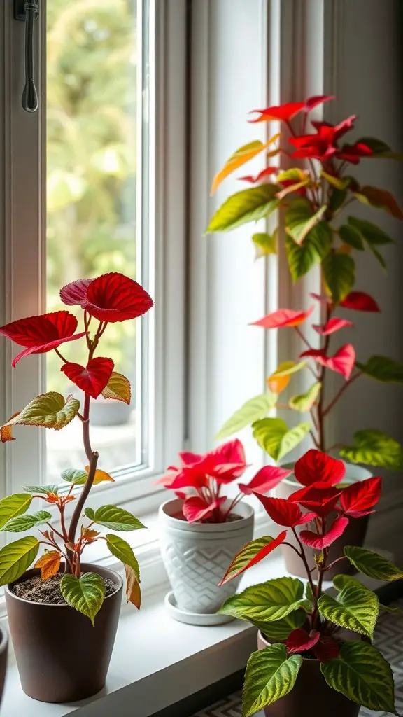 21 Stunning Coleus Planter Ideas to Transform Your Garden 10 A collection of colorful coleus plants in decorative pots on a windowsill, showcasing vibrant leaves in shades of red and green.
