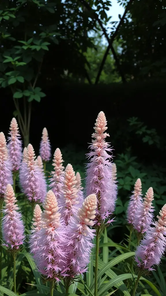 19 Stunning Perennial Plants for Your Garden 4 Astilbe plants with feathery pink flower plumes in a garden setting
