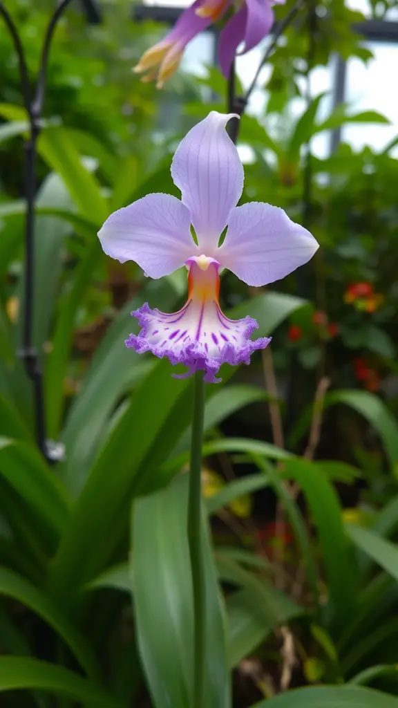 A Dancing Lady Orchid with lavender petals and a slender stem, surrounded by green foliage.