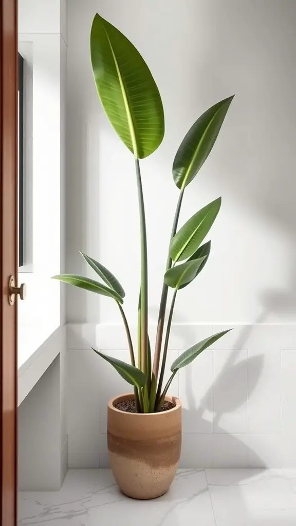21 Stunning Bathroom Plants for a Fresh and Lively Space 11 A tall rubber plant with large green leaves in a stylish pot, placed in a modern bathroom setting.