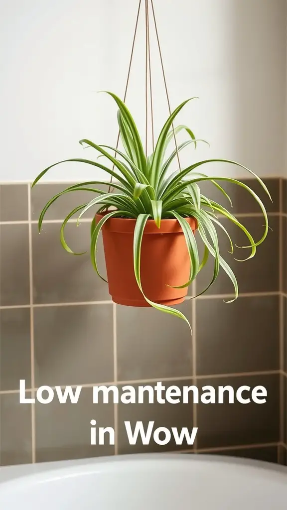 21 Stunning Bathroom Plants for a Fresh and Lively Space 4 A Spider Plant in a terracotta pot hanging in a bathroom with neutral tiles.