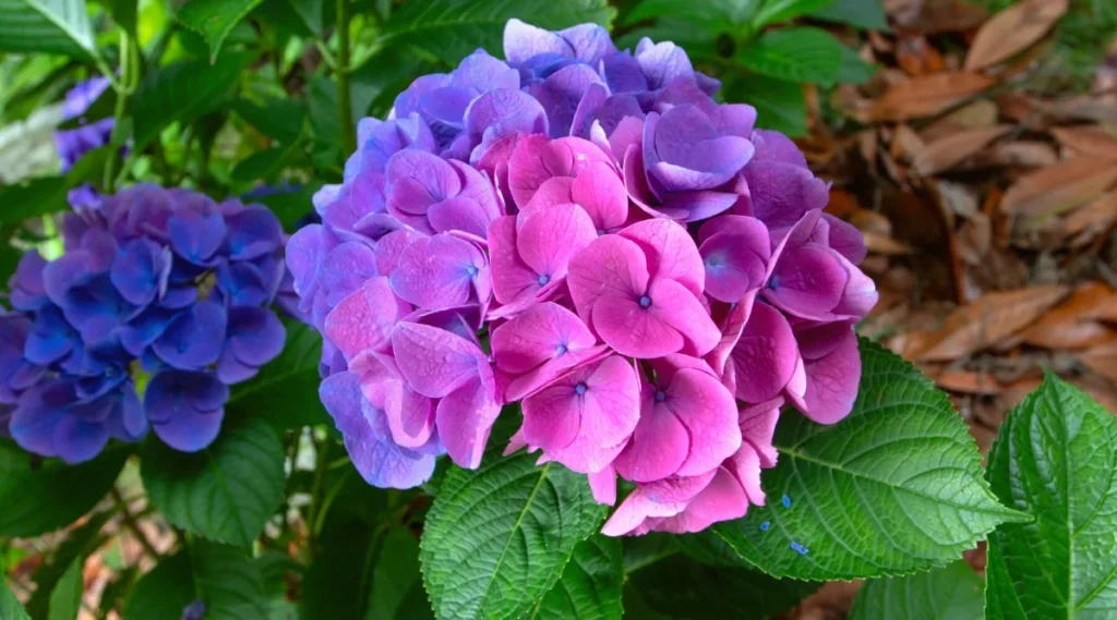 How to Use Baking Soda for Hydrangeas (From My Personal Experience) 3 How to Use Baking Soda for Hydrangeas (From My Personal Experience) 2