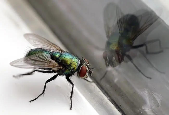 How to Get Rid of Flies Outside (What Actually Works From Real Experience) 1