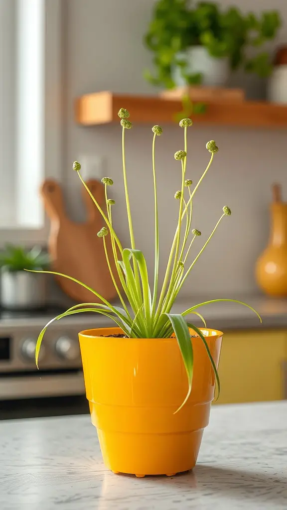 37+ Best Indoor Plants for Low Light Living Spaces 9 A spider plant in a yellow pot, showcasing its long, arching leaves and unique green and white striped pattern.