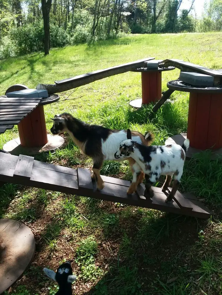 23+ Creative DIY Goat Playground Ideas for Your Farm 11