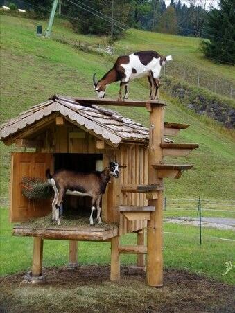 23+ Creative DIY Goat Playground Ideas for Your Farm 4