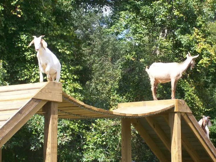 23+ Creative DIY Goat Playground Ideas for Your Farm 7