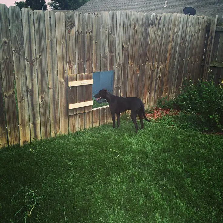 23+ Creative Dog Yard Fence Ideas for Your Furry Friend 6