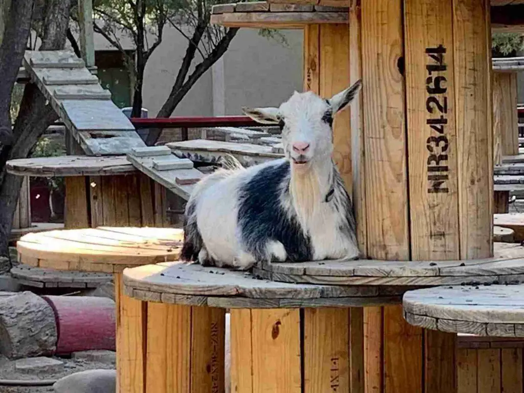 23+ Creative DIY Goat Playground Ideas for Your Farm 12