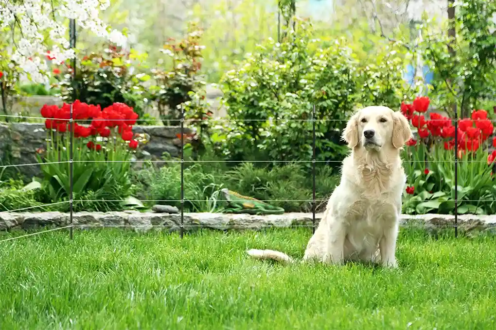 23+ Creative Dog Yard Fence Ideas for Your Furry Friend 3