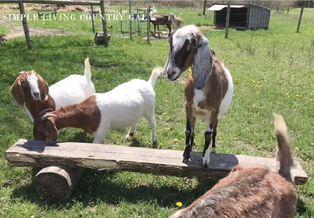 23+ Creative DIY Goat Playground Ideas for Your Farm 6