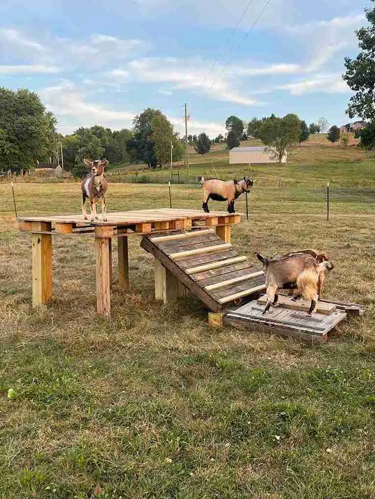 23+ Creative DIY Goat Playground Ideas for Your Farm 3