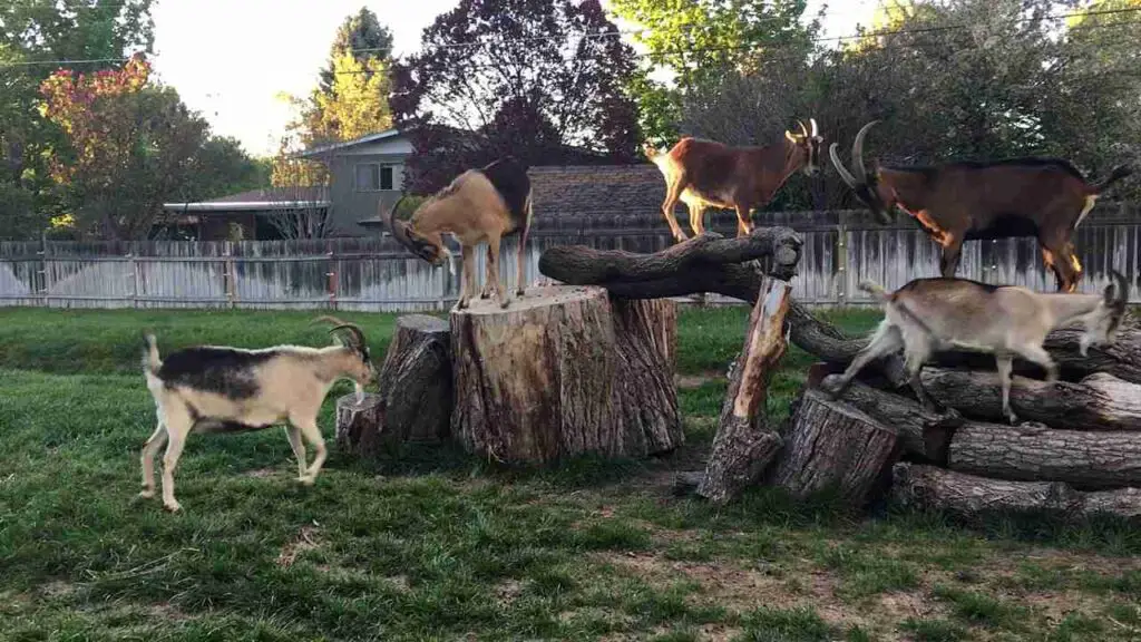 23+ Creative DIY Goat Playground Ideas for Your Farm 9