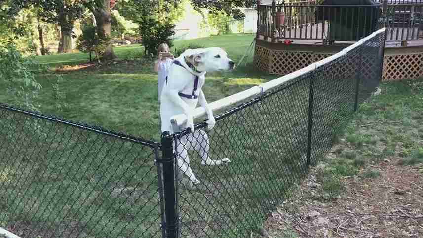 23+ Creative Dog Yard Fence Ideas for Your Furry Friend 4