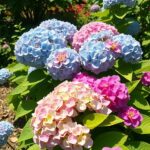21+ Stunning Lavender and Hydrangea Landscaping Ideas to Transform Your Garden 6