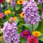 19+ Stunning Lilac Bush Landscaping Ideas for Your Garden 38 19+ Stunning Lilac Bush Landscaping Ideas for Your Garden 8