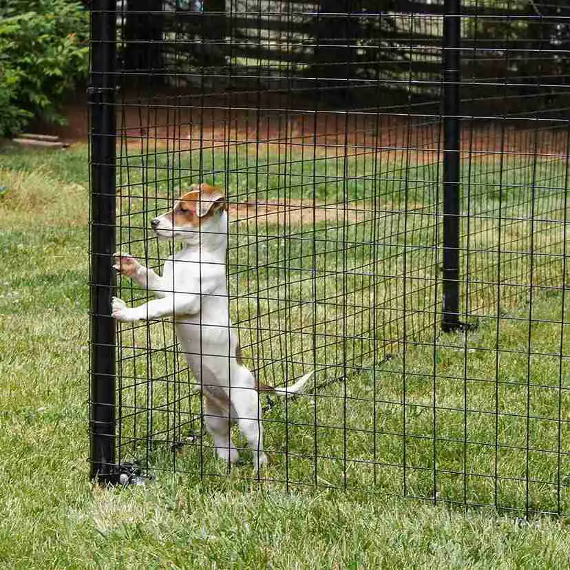 23+ Creative Dog Yard Fence Ideas for Your Furry Friend 9