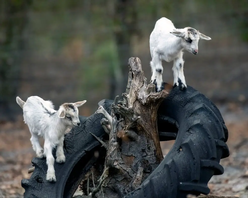 23+ Creative DIY Goat Playground Ideas for Your Farm 2