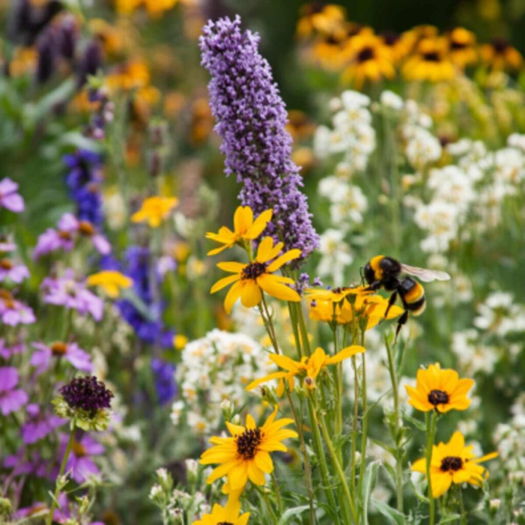 29+ Wild Flower Garden Landscaping 24 29+ Wild Flower Garden Landscaping 24