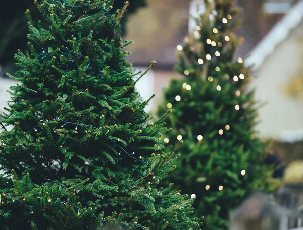 29+ Stunning Forest Christmas Tree Ideas for a Cozy Holiday Aesthetic 6