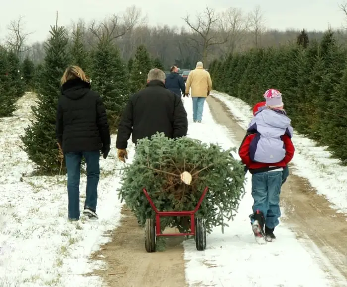29+ Stunning Forest Christmas Tree Ideas for a Cozy Holiday Aesthetic 2