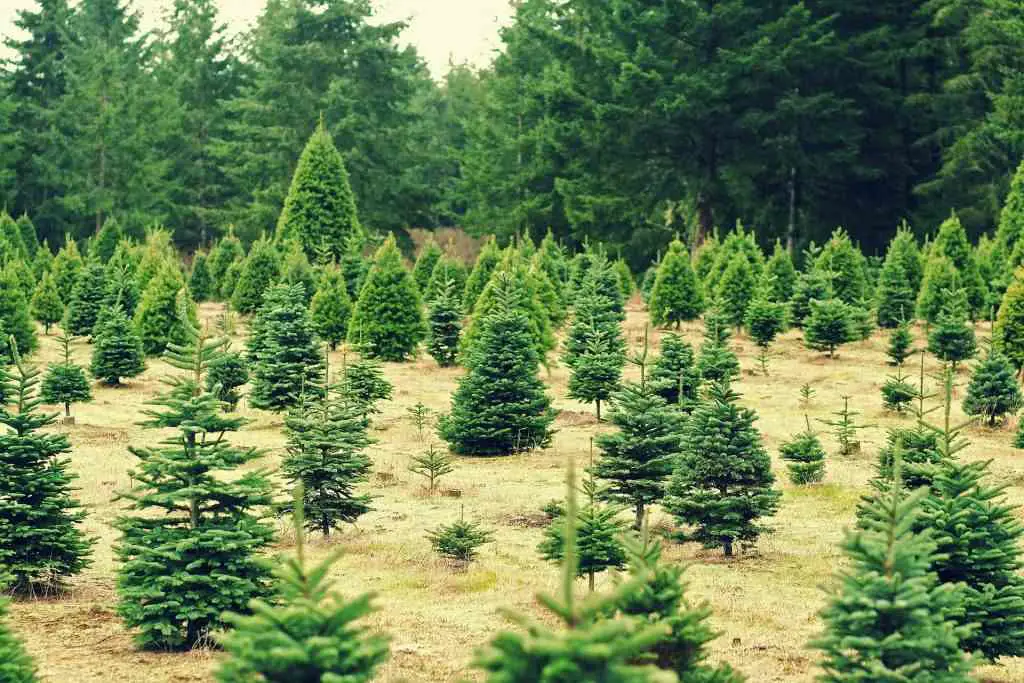 29+ Stunning Forest Christmas Tree Ideas for a Cozy Holiday Aesthetic 3