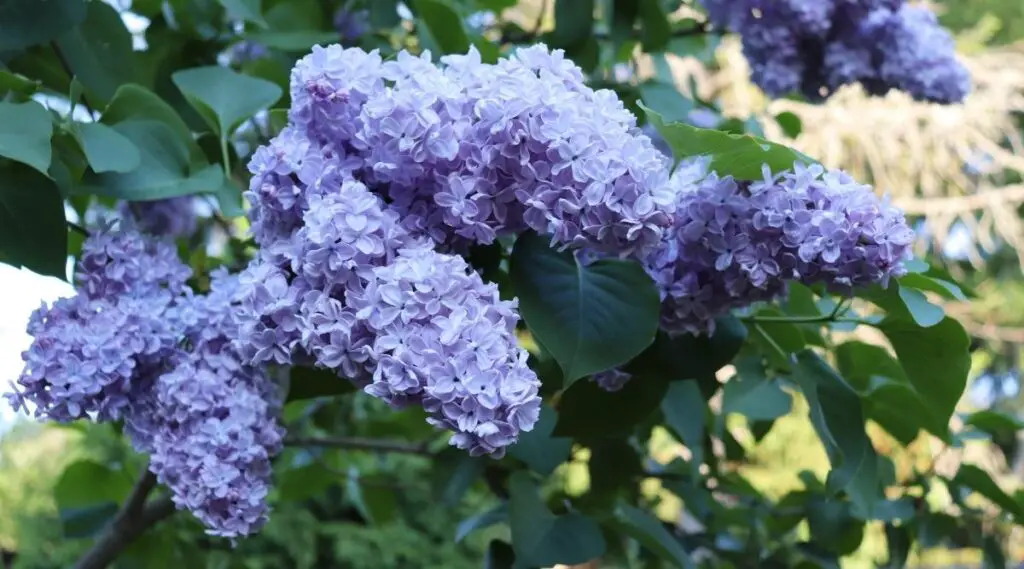 29+ Stunning Lilac Flower Varieties to Brighten Your Garden 2