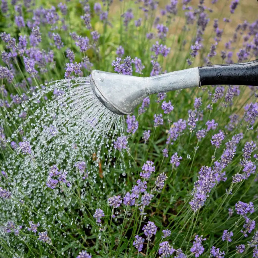 27+ Stunning Lavender Flower Varieties for Your Dream Garden 4 27+ Stunning Lavender Flower Varieties for Your Dream Garden 2