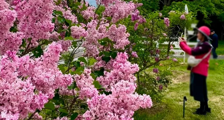 29+ Stunning Lilac Flower Varieties to Brighten Your Garden 3