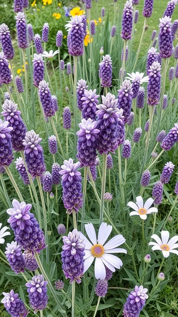 27+ Stunning Lavender Flower Varieties for Your Dream Garden 8 A close-up view of lavender flowers in a garden, featuring purple blooms and white daisies.