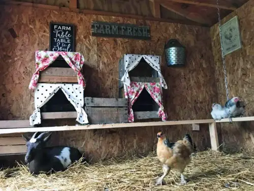 Curtained wooden chicken nesting boxes inside a coop