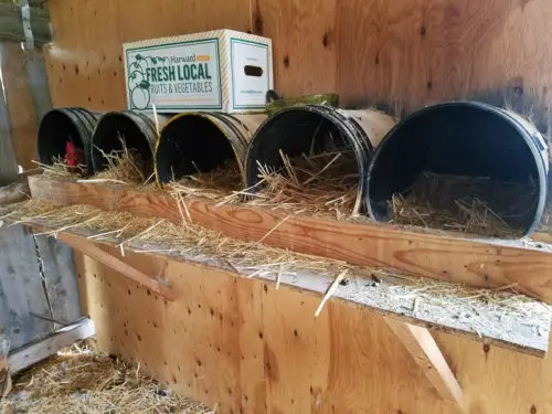 Black barrel style chicken nesting boxes filled with straw