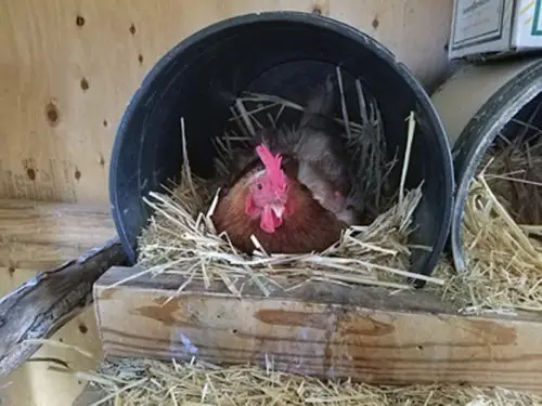 Black plastic bucket nest with a brown hen inside