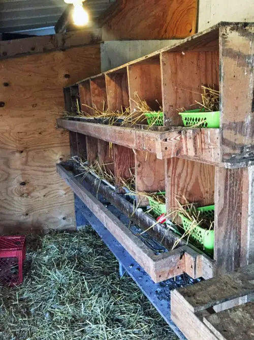 Tiered wooden chicken nesting shelves with green baskets