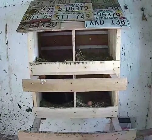 Wooden chicken nesting boxes decorated with license plates