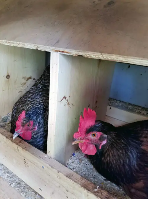 Two hens sitting in divided wooden nesting compartments