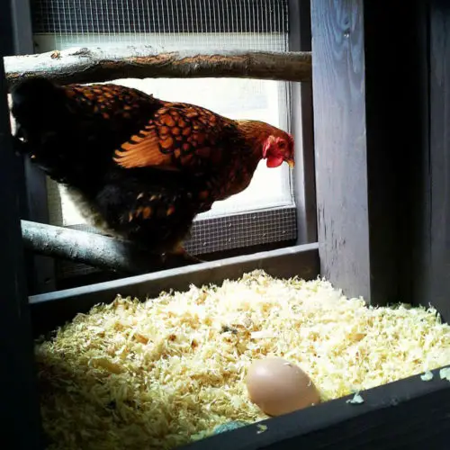 Chicken nesting box beside a coop window with an egg