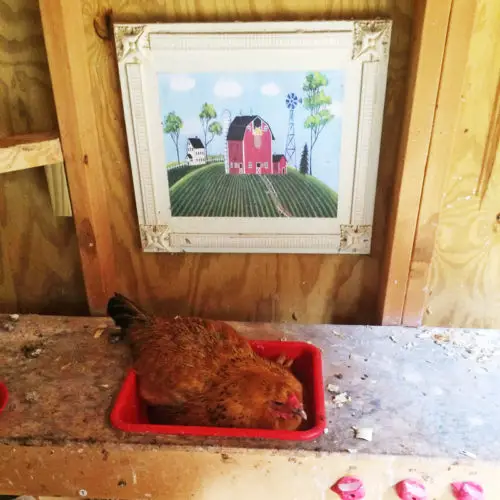 Brown hen sitting in a red plastic nesting pan