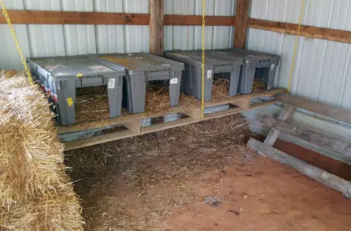 Gray hanging plastic chicken nesting boxes suspended with chains